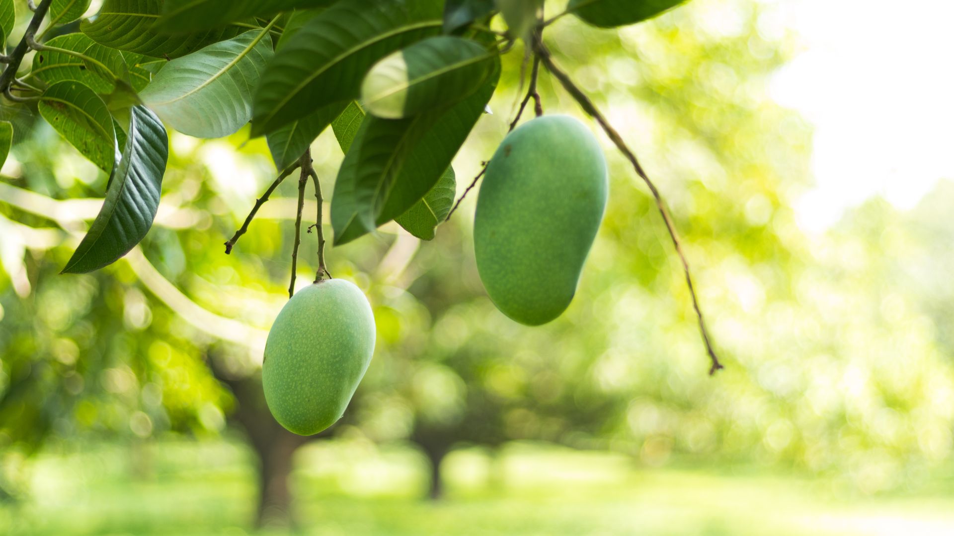 Making pickles with good Ingredients